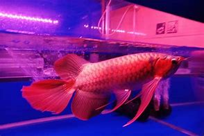 Slot Baru Ikan Arwana Super Red Kalimantan Timur Di Jual